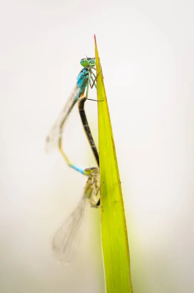 Belle libellule Ischnura elegans. Mouche à queue bleue — Photo
