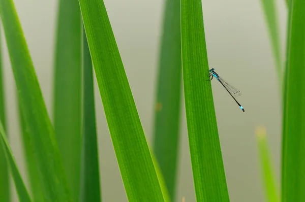 Lindas libélulas Ischnura elegans. Damselfly de cauda azul — Fotografia de Stock