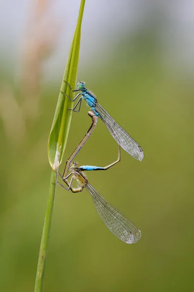 Beautiful dragonfly Ischnura elegans. Blue tailed Damselfly — Stock Photo, Image