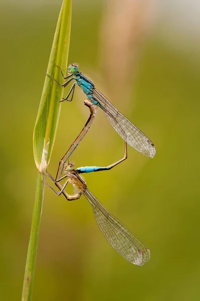 Lindas libélulas Ischnura elegans. Damselfly de cauda azul — Fotografia de Stock