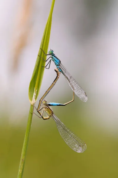 Belle libellule Ischnura elegans. Mouche à queue bleue — Photo