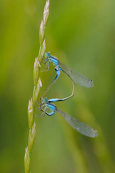 Lindas libélulas Ischnura elegans. Damselfly de cauda azul — Fotografia de Stock