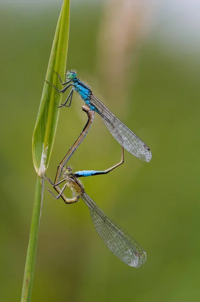 Красиві dragonfly Ischnura elegans. Синій білохвоста Рівнокрилі бабки — стокове фото