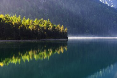 Sonbahar sezonu Tema. Renkli orman detayını. Plansee, Tyrol, Avusturya.