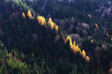Sonbahar sezonu Tema. Renkli orman detayını. Garmisch Partenkirchen, Bavyera, Almanya