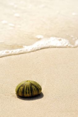 Seashell kum detayını. Montego bay Beach, Jamaika güneşli gün
