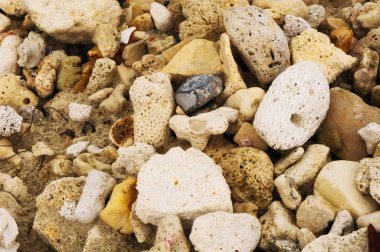 Detail of coral and stones. Sunny day at Montego bay beach, Jamaica clipart