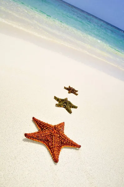 Detalle de estrellas de mar en arena. Día soleado en la playa de Montego Bay, Jamaica — Foto de Stock