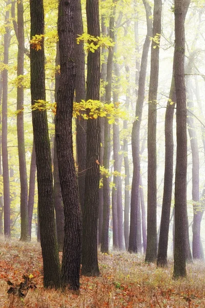 Tiempo nublado de otoño. Bosque amarillo dorado con lo último del sol brillando entre los árboles. Hojas brillantes en tronco oscuro — Foto de Stock