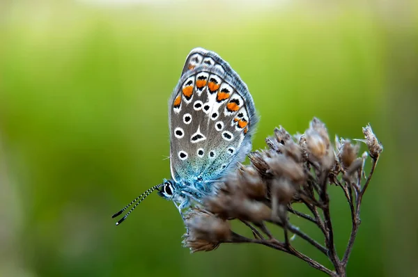 Hermosa mariposa sentada en flor y alimentándose. Detalle macro de criatura diminuta. Temporada de primavera, República Checa — Foto de Stock
