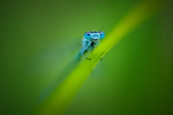 Beautiful Cute Dragonfly Ischnura Elegans Blue Tailed Damselfly — Stock Photo, Image