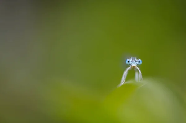 Vacker Söt Dragonfly Platycnemis Pennipes Vit Legged Flickslända — Stockfoto