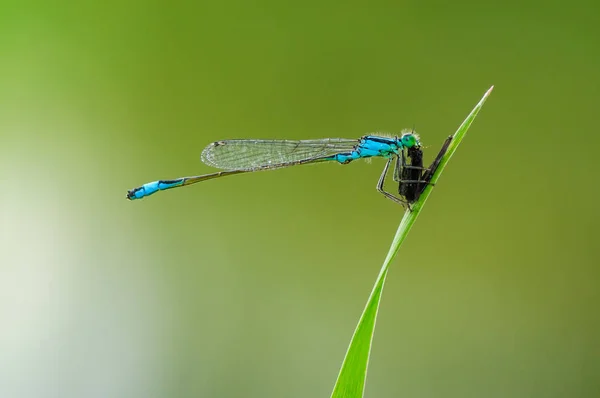 Güzel Şirin Yusufçuk Mavi Elegans Mavi Kuyruklu Kızböcekleri — Stok fotoğraf