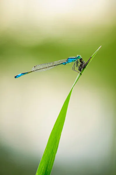 Krásný Roztomilý Vážek Ischnura Elegans Modrá Motýlice Sledoval — Stock fotografie