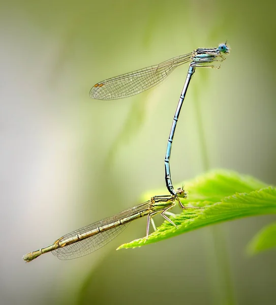 Beautiful Cute Dragonfly Platycnemis Pennipes White Legged Damselfly — Stock Photo, Image