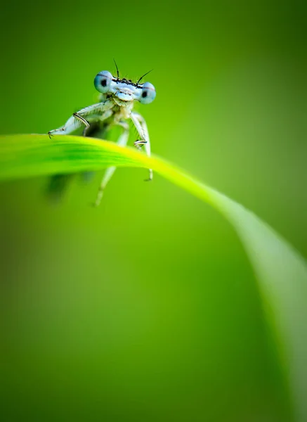 Beautiful Cute Dragonfly Platycnemis Pennipes White Legged Damselfly — Stock Photo, Image