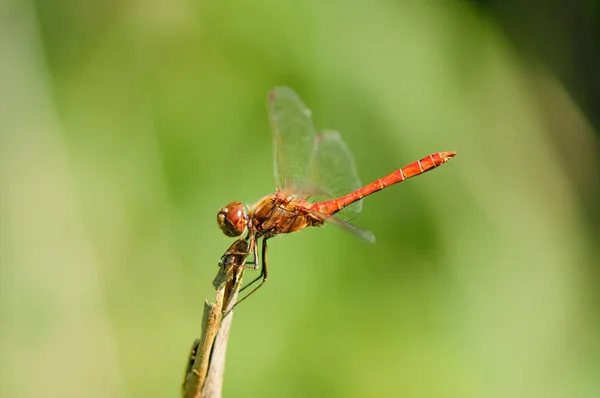 Närbild på dragonfly. Tegelröd ängstrollslända. — Stockfoto