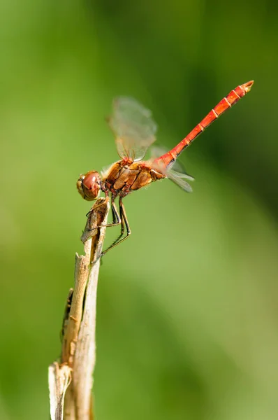 Close up van dragonfly. Vagrant heidelibel. — Stockfoto