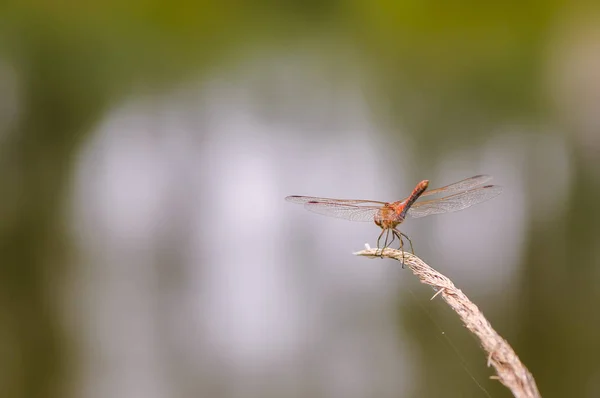 Närbild på dragonfly. Tegelröd ängstrollslända. — Stockfoto