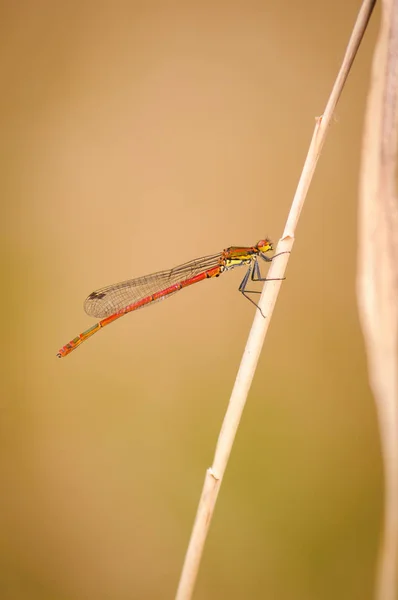Närbild på dragonfly. Stor röd flickslända, Tjeckien. — Stockfoto