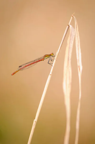 Gros plan sur la libellule. Grande demoiselle rouge, République tchèque . — Photo