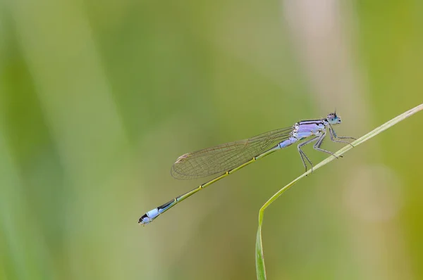 Fechar de libélula. Damselfly-de-cauda-azul, República Checa . — Fotografia de Stock