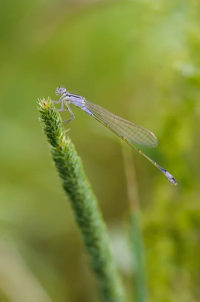 잠자리 닫습니다. 파란 꼬리 damselfly, 체코 공화국. — 스톡 사진