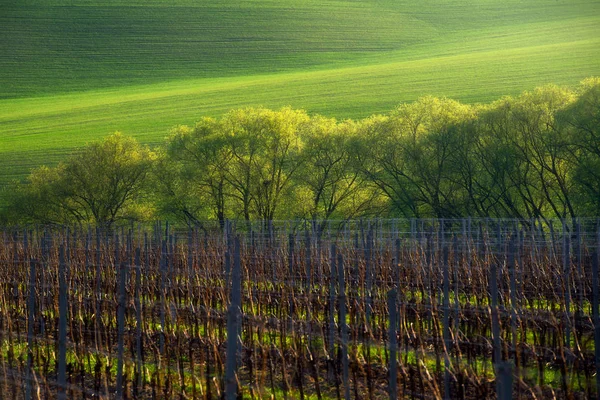 Beautiful spring scenery. Detail of South Moravian field. Colorful hill in Czech landscape during sunset, Czech republic.