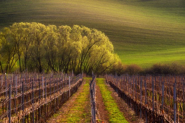 Beau Paysage Printanier Détail Champ Sud Morave Colline Colorée Dans — Photo