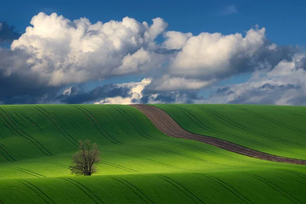Detail van Zuid-Moravië veld, Tsjechië. — Stockfoto