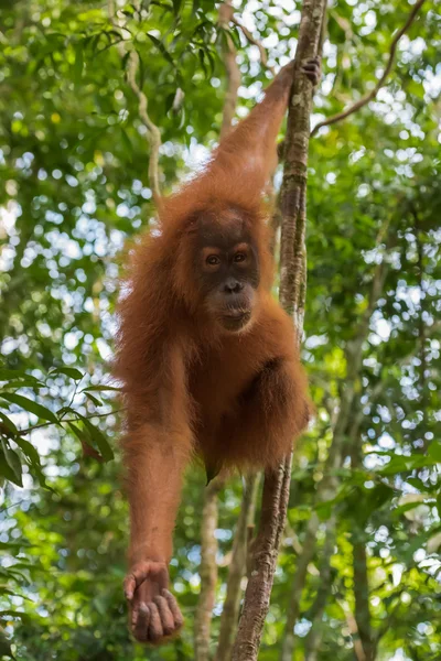 Orangutan reaches out and holds the other for the branch (Sumatra, Indonesia)