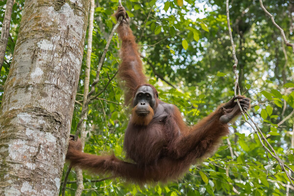 Orangutan holds legs the branches and looking at the camera (Sumatra, Indonesia)