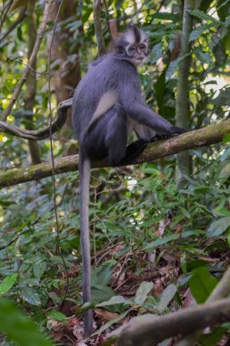 Thomas Langur sits on a branch high above the ground and its tail hanging below it (Sumatra, Indonesia) clipart