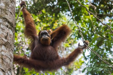 Orangutan bir dal için tutar ve arka (Sumatra, Endonezya tırmalamak paws)