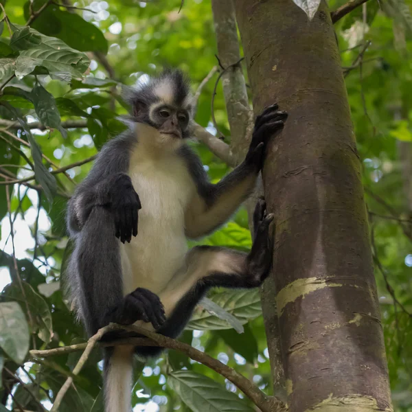 Langur Thomas sitter på en gren av en tjock trädstam och jag — Stockfoto