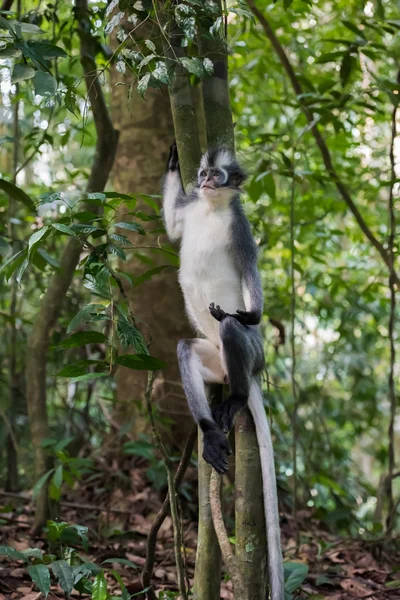 Langur Thomas zit op een boomstronk en opgezocht (Sumatra, Indonesië) — Stockfoto