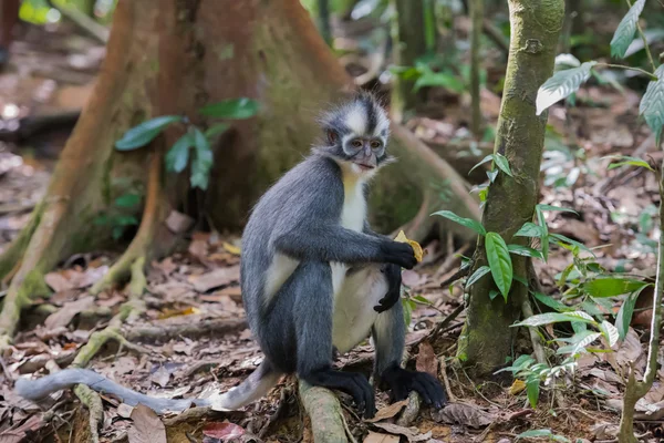 Thomas Langur assis à demi tourné vers le bois flotté parmi le bordeaux le — Photo