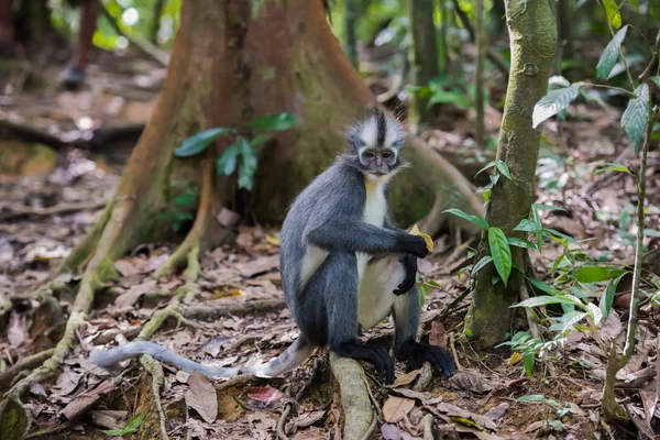 Thomas Langur oldalra ül a gubanc, többek között a bordó levelek (Szumátra, Indonézia) — Stock Fotó