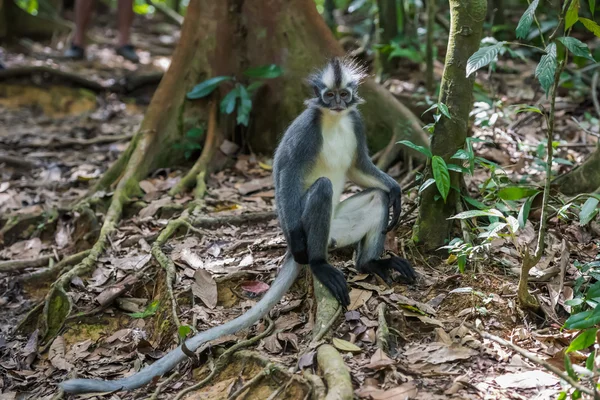 Thomas Langur se sienta de lado en un enganche entre las hojas púrpuras, un —  Fotos de Stock