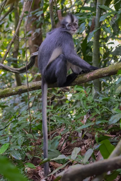Thomas Langur bir dalı yere ve kuyruğunu (Sumatra, Endonezya asılı üzerinde oturur)
