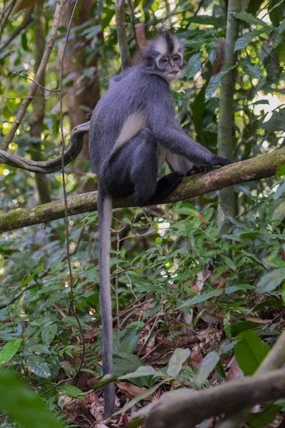 Thomas Langur se sienta en una rama en lo alto del suelo y su cola colgando debajo de ella (Sumatra, Indonesia ) —  Fotos de Stock