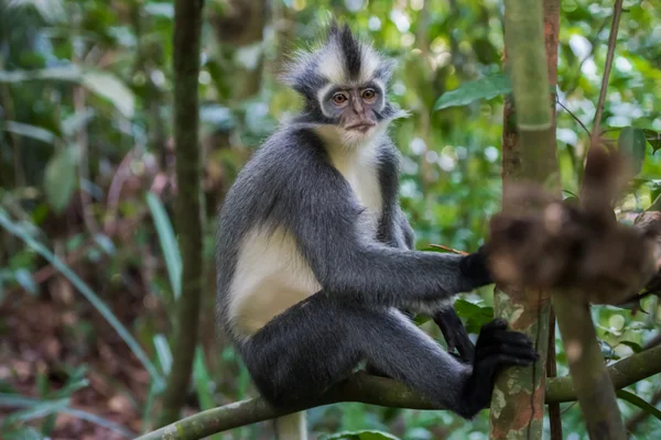 Thomas Langur senta-se em um ramo acima do solo (Sumatra, I — Fotografia de Stock