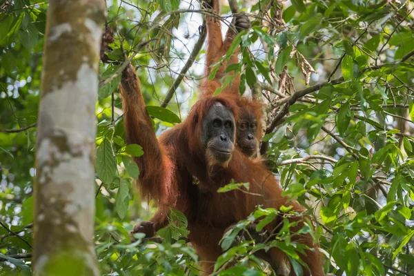 İki orangutan arasında yeşil yaprakları (Sumatra, Endonezya gizleme)