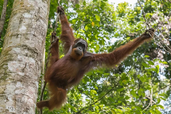 Volwassen orang-oetan beweegt van tak naar tak (Sumatra, Indonesië) — Stockfoto