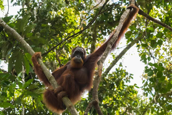 Volwassen orang-oetan opknoping van een boom en kijkt neer (Sumatra, Indonesië) — Stockfoto