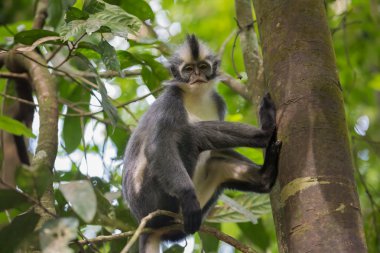 Langur Thomas Werke Tolt ağaç gövdesinde oturur ve yedeklenmiş üzerinde ayak ve kamera (Sumatra, Endonezya görünümlü)