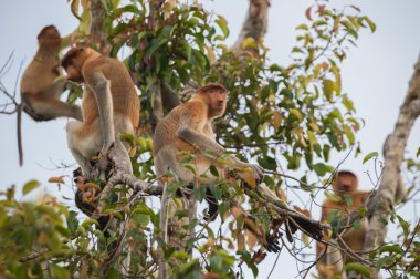 Hollandalı büyük bir ağaç (Kumai, Endonezya oturan maymun ailesi)