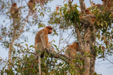 Hollandalı bir şube uzun bir ağaç ve görünüyor geri oturan maymun (