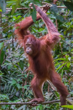 Kızıl saçlı yetişkin orangutan ayakta ince dal (Kumai, Endonezya)