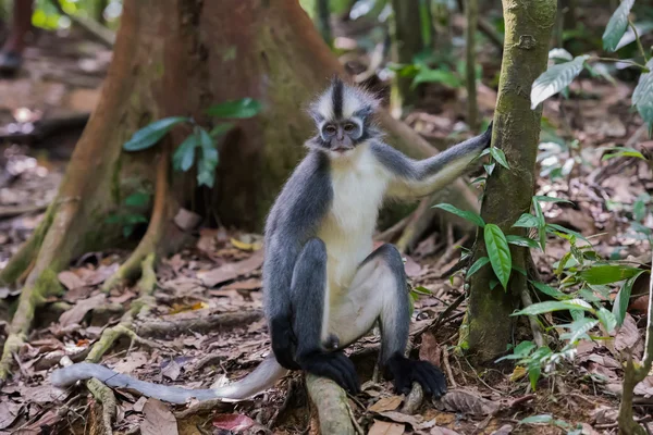 Thomas Langur zasiada szkopuł wśród liści Burgundii (Sumatra, Indonezja) — Zdjęcie stockowe